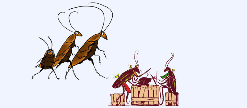 Cockroach Management